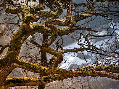 low angle photograph of leafless tree thumbnail