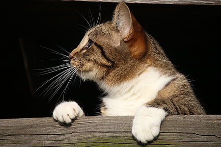 brown and whit tabby cat thumbnail