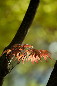 brown flowers thumbnail