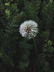 image contains close up photo of white dandelion thumbnail