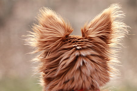 tilt-shift photography of long-coated brown animal thumbnail