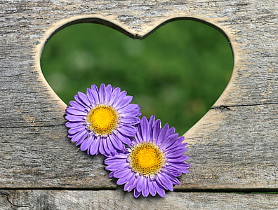 two purple flowers thumbnail