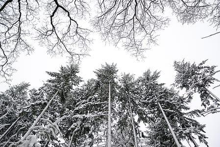 trees covering with snow thumbnail