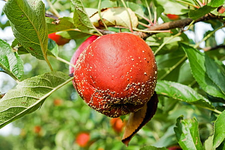 round brown fruit thumbnail