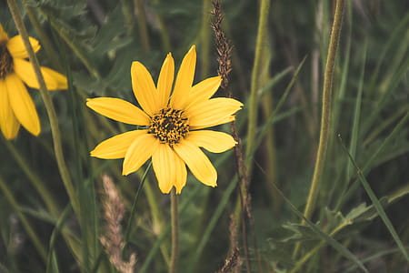Yellow Flower in Macro Shot thumbnail