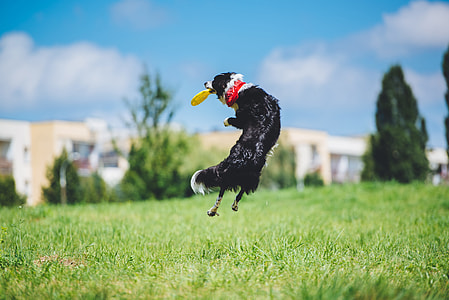 black and white, Border Collie, catch, Frisbee thumbnail