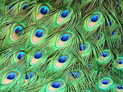 green and blue peacock feather thumbnail