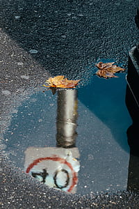 brown leaf falling on road thumbnail