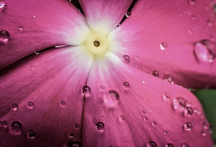 petals, plant, dew, rain thumbnail