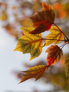 selective focus photo of withering maple leaves thumbnail
