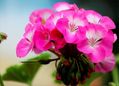 Close-up Photo of Blooming Pink Petaled Flowers thumbnail