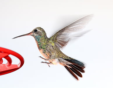closeup photo of green and brown hummingbird thumbnail