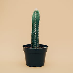 potted green cactus thumbnail
