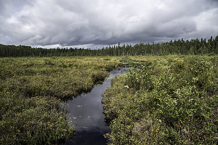 Creek flowing through the bog landscape at Algonquin Provincial Park, Ontario, Canada thumbnail