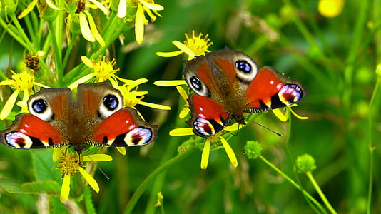 brown and red butterflies on yellow flowers thumbnail