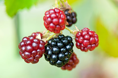 Red and Black Blackberries on the stem thumbnail