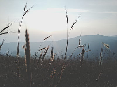 grass field during sunrise thumbnail