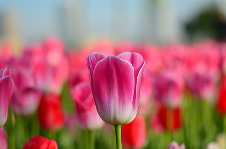 selective focus photography of pink tulip thumbnail