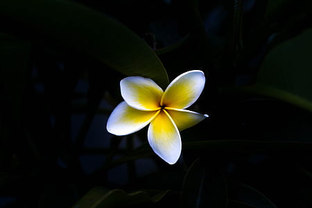 white and yellow plumeria in bloom selective color photography thumbnail