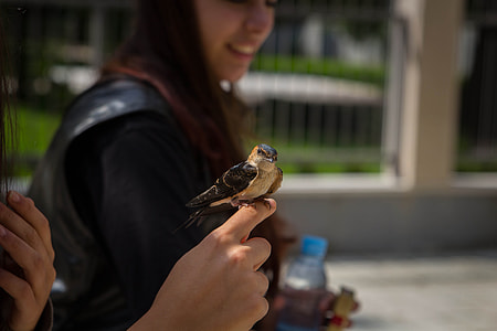 black and brown bird perching on person's index finger thumbnail