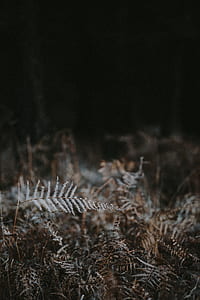 shallow focus photography of brown grass thumbnail