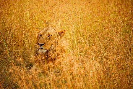 lion sitting on yellow grass field during daytime thumbnail