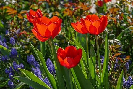 orange flowers thumbnail