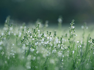 white petaled flowers in bloom selective focus photography thumbnail