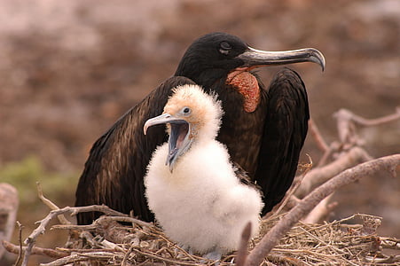 black Fregatebird thumbnail