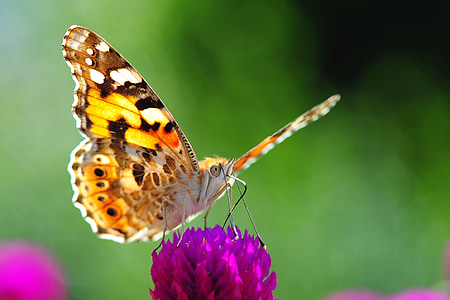 close-up photo of painted lady butterfly on pink flower thumbnail