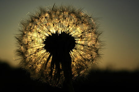 shallow focus photography of dandelion silhouette thumbnail