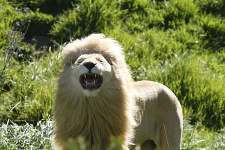 closeup photography of roaring lion during daytime thumbnail