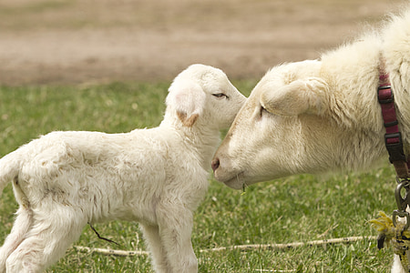 white goat with goat kidd thumbnail