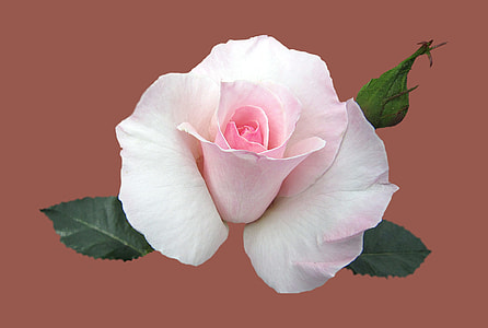 white rose with leaves thumbnail