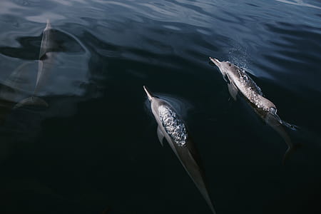 three gray dolphins submerging on water thumbnail