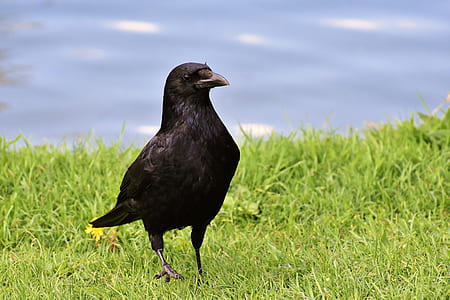 photo of crow bird on green grass field thumbnail