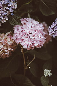 close up photo of pink hydrangeas in bloom thumbnail