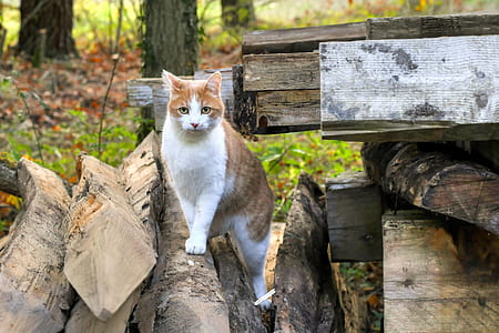 cat on pile of log thumbnail