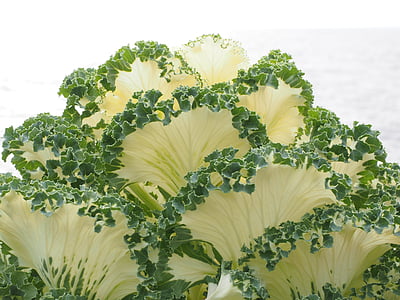 green and beige leaf vegetable thumbnail