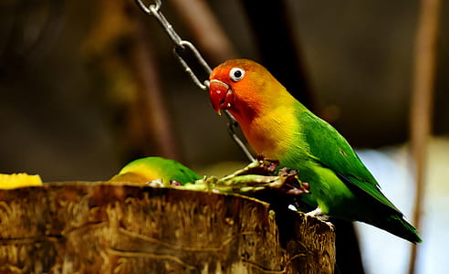 green and red bird perching on wood thumbnail