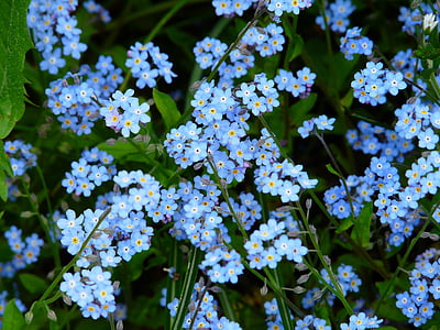pink and blue petaled flower thumbnail