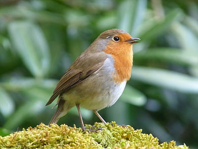 brown and white bird perched on green plant thumbnail