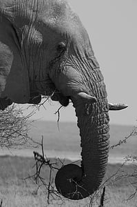 grayscale photo of elephant thumbnail