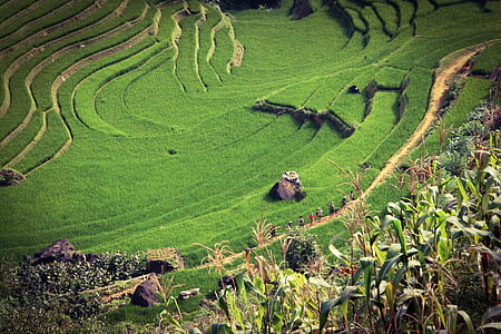 mountain planted with crops at daytime thumbnail