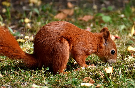 clsoeup of brown squirrel thumbnail