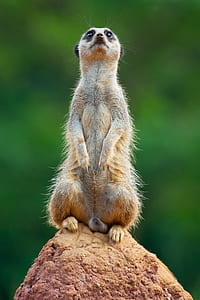 photo of meerkat on rock thumbnail