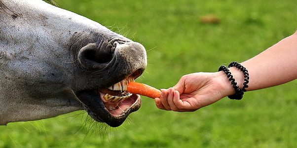 person feeding horse with carrot thumbnail