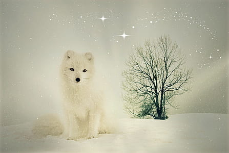 white fox standing on snow covered ground thumbnail
