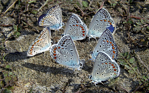 several gray-and-black butterflies on ground thumbnail