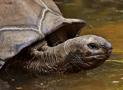 closeup photo of brown turtle on water thumbnail